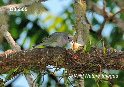 Sayaca Tanager (Thraupis sayaca)